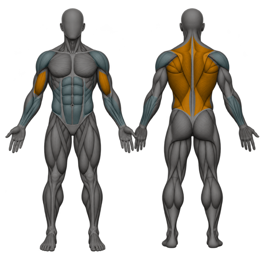 Chin-Ups, front and back muscle map. Primary: Back, biceps. Supporting: Forearms, shoulders, core.