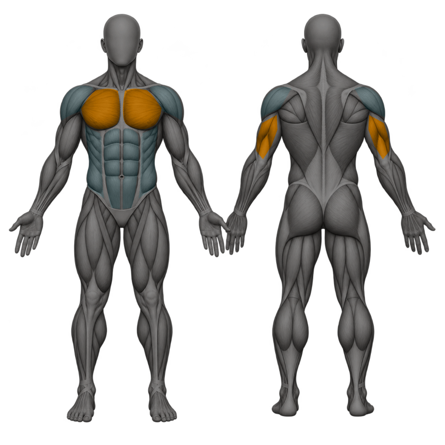 Standard Push-Ups, front and back muscle map. Primary: Chest, triceps. Supporting: Shoulders, serratus, core.